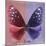 Miss Butterfly Euploea Sq - Red & Purple-Philippe Hugonnard-Mounted Photographic Print