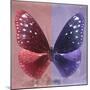 Miss Butterfly Euploea Sq - Red & Purple-Philippe Hugonnard-Mounted Photographic Print