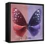 Miss Butterfly Euploea Sq - Red & Purple-Philippe Hugonnard-Framed Stretched Canvas