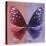 Miss Butterfly Euploea Sq - Red & Purple-Philippe Hugonnard-Stretched Canvas