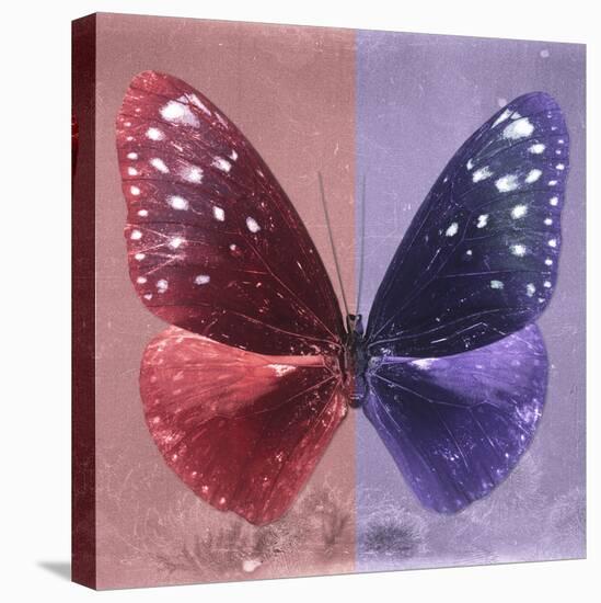 Miss Butterfly Euploea Sq - Red & Purple-Philippe Hugonnard-Stretched Canvas