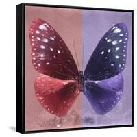 Miss Butterfly Euploea Sq - Red & Purple-Philippe Hugonnard-Framed Stretched Canvas