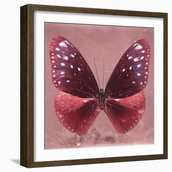 Miss Butterfly Euploea Sq - Red-Philippe Hugonnard-Framed Photographic Print