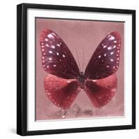 Miss Butterfly Euploea Sq - Red-Philippe Hugonnard-Framed Photographic Print
