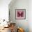 Miss Butterfly Euploea Sq - Red-Philippe Hugonnard-Framed Photographic Print displayed on a wall
