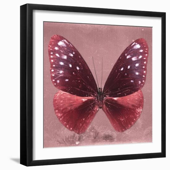 Miss Butterfly Euploea Sq - Red-Philippe Hugonnard-Framed Photographic Print