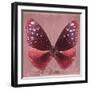 Miss Butterfly Euploea Sq - Red-Philippe Hugonnard-Framed Photographic Print