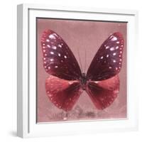 Miss Butterfly Euploea Sq - Red-Philippe Hugonnard-Framed Photographic Print