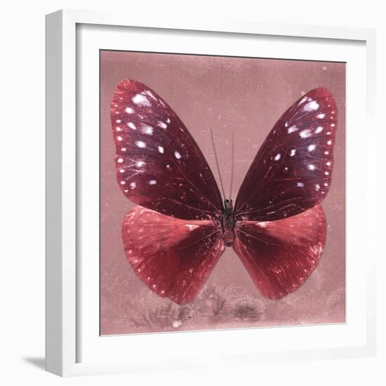 Miss Butterfly Euploea Sq - Red-Philippe Hugonnard-Framed Photographic Print