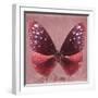 Miss Butterfly Euploea Sq - Red-Philippe Hugonnard-Framed Photographic Print