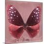 Miss Butterfly Euploea Sq - Red-Philippe Hugonnard-Mounted Photographic Print