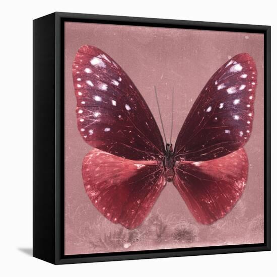 Miss Butterfly Euploea Sq - Red-Philippe Hugonnard-Framed Stretched Canvas