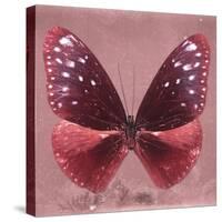 Miss Butterfly Euploea Sq - Red-Philippe Hugonnard-Stretched Canvas