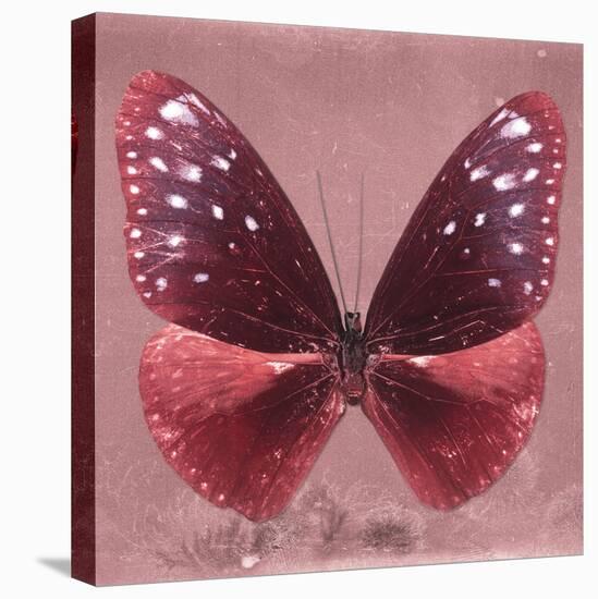 Miss Butterfly Euploea Sq - Red-Philippe Hugonnard-Stretched Canvas