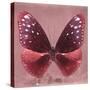 Miss Butterfly Euploea Sq - Red-Philippe Hugonnard-Stretched Canvas