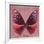 Miss Butterfly Euploea Sq - Red-Philippe Hugonnard-Framed Photographic Print