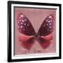 Miss Butterfly Euploea Sq - Red-Philippe Hugonnard-Framed Photographic Print