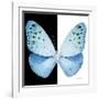 Miss Butterfly Euploea Sq - X-Ray B&W Edition-Philippe Hugonnard-Framed Photographic Print