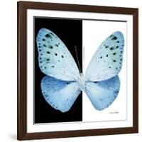 Miss Butterfly Euploea Sq - X-Ray B&W Edition-Philippe Hugonnard-Framed Photographic Print