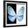 Miss Butterfly Euploea Sq - X-Ray B&W Edition-Philippe Hugonnard-Framed Photographic Print