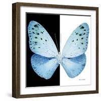 Miss Butterfly Euploea Sq - X-Ray B&W Edition-Philippe Hugonnard-Framed Photographic Print