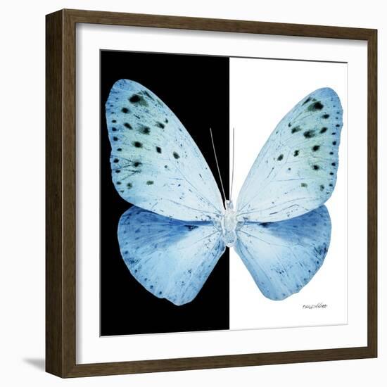 Miss Butterfly Euploea Sq - X-Ray B&W Edition-Philippe Hugonnard-Framed Photographic Print