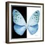 Miss Butterfly Euploea Sq - X-Ray B&W Edition-Philippe Hugonnard-Framed Photographic Print