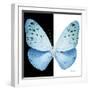 Miss Butterfly Euploea Sq - X-Ray B&W Edition-Philippe Hugonnard-Framed Photographic Print