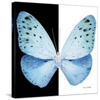 Miss Butterfly Euploea Sq - X-Ray B&W Edition-Philippe Hugonnard-Stretched Canvas