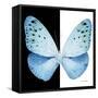 Miss Butterfly Euploea Sq - X-Ray B&W Edition-Philippe Hugonnard-Framed Stretched Canvas