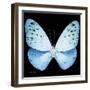 Miss Butterfly Euploea Sq - X-Ray Black Edition-Philippe Hugonnard-Framed Photographic Print