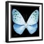 Miss Butterfly Euploea Sq - X-Ray Black Edition-Philippe Hugonnard-Framed Photographic Print