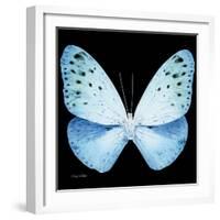 Miss Butterfly Euploea Sq - X-Ray Black Edition-Philippe Hugonnard-Framed Photographic Print