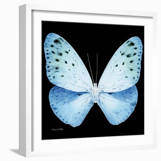 Miss Butterfly Euploea Sq - X-Ray Black Edition-Philippe Hugonnard-Framed Photographic Print