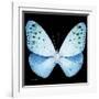 Miss Butterfly Euploea Sq - X-Ray Black Edition-Philippe Hugonnard-Framed Photographic Print