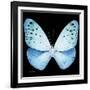 Miss Butterfly Euploea Sq - X-Ray Black Edition-Philippe Hugonnard-Framed Photographic Print