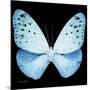 Miss Butterfly Euploea Sq - X-Ray Black Edition-Philippe Hugonnard-Mounted Photographic Print