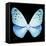 Miss Butterfly Euploea Sq - X-Ray Black Edition-Philippe Hugonnard-Framed Stretched Canvas