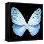Miss Butterfly Euploea Sq - X-Ray Black Edition-Philippe Hugonnard-Framed Stretched Canvas