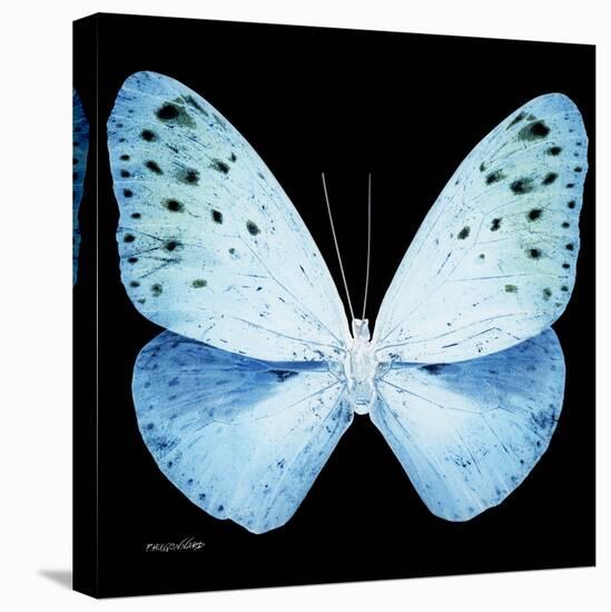 Miss Butterfly Euploea Sq - X-Ray Black Edition-Philippe Hugonnard-Stretched Canvas