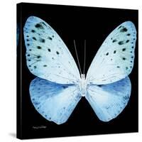 Miss Butterfly Euploea Sq - X-Ray Black Edition-Philippe Hugonnard-Stretched Canvas