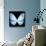 Miss Butterfly Euploea Sq - X-Ray Black Edition-Philippe Hugonnard-Stretched Canvas displayed on a wall