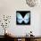 Miss Butterfly Euploea Sq - X-Ray Black Edition-Philippe Hugonnard-Stretched Canvas displayed on a wall