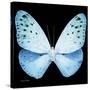 Miss Butterfly Euploea Sq - X-Ray Black Edition-Philippe Hugonnard-Stretched Canvas