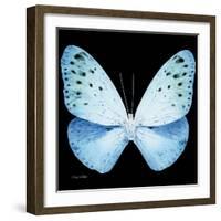 Miss Butterfly Euploea Sq - X-Ray Black Edition-Philippe Hugonnard-Framed Photographic Print