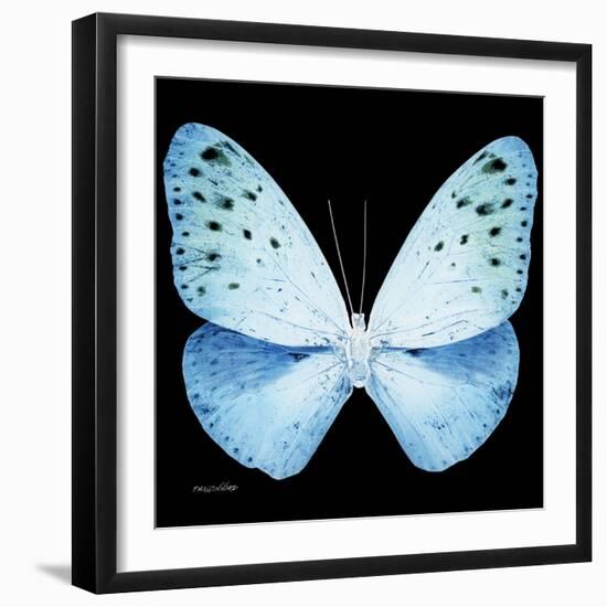 Miss Butterfly Euploea Sq - X-Ray Black Edition-Philippe Hugonnard-Framed Photographic Print