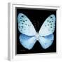 Miss Butterfly Euploea Sq - X-Ray Black Edition-Philippe Hugonnard-Framed Photographic Print