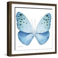 Miss Butterfly Euploea Sq - X-Ray White Edition-Philippe Hugonnard-Framed Photographic Print