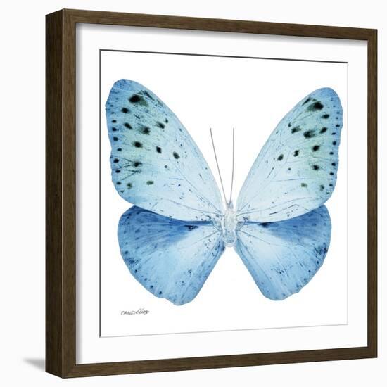 Miss Butterfly Euploea Sq - X-Ray White Edition-Philippe Hugonnard-Framed Photographic Print