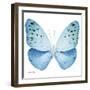Miss Butterfly Euploea Sq - X-Ray White Edition-Philippe Hugonnard-Framed Photographic Print